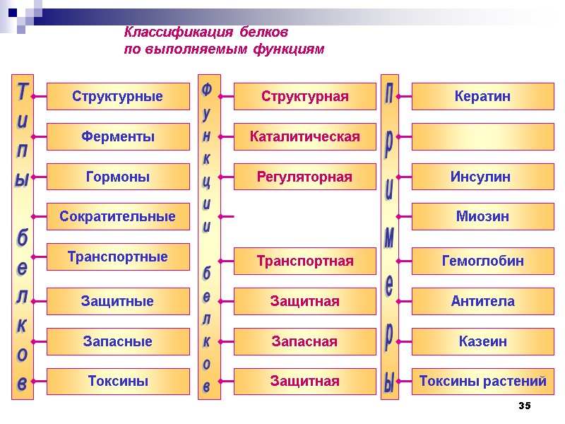 35 Типы белков  Ферменты    Гормоны    Транспортные 